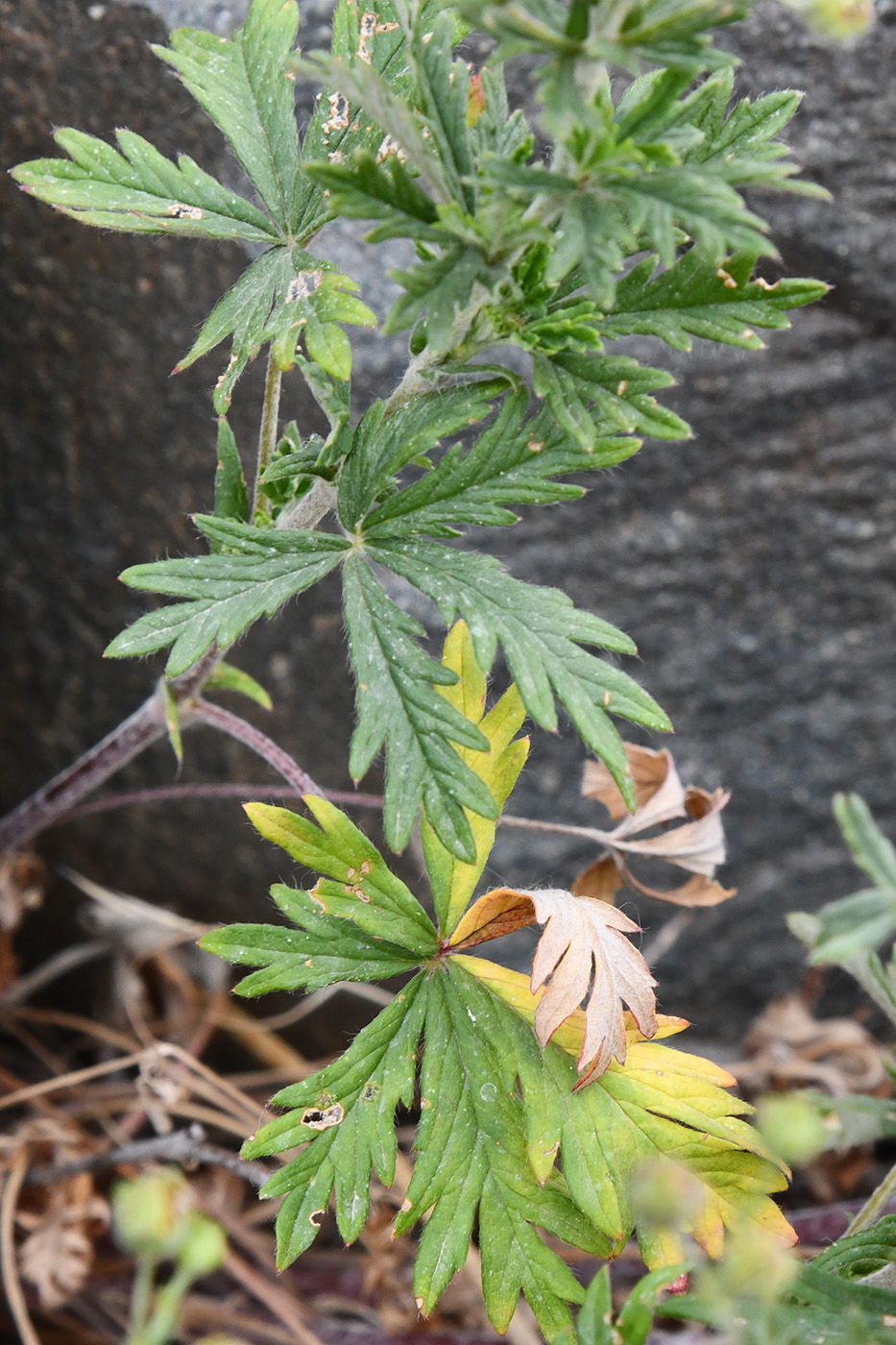 Image of genus Potentilla specimen.