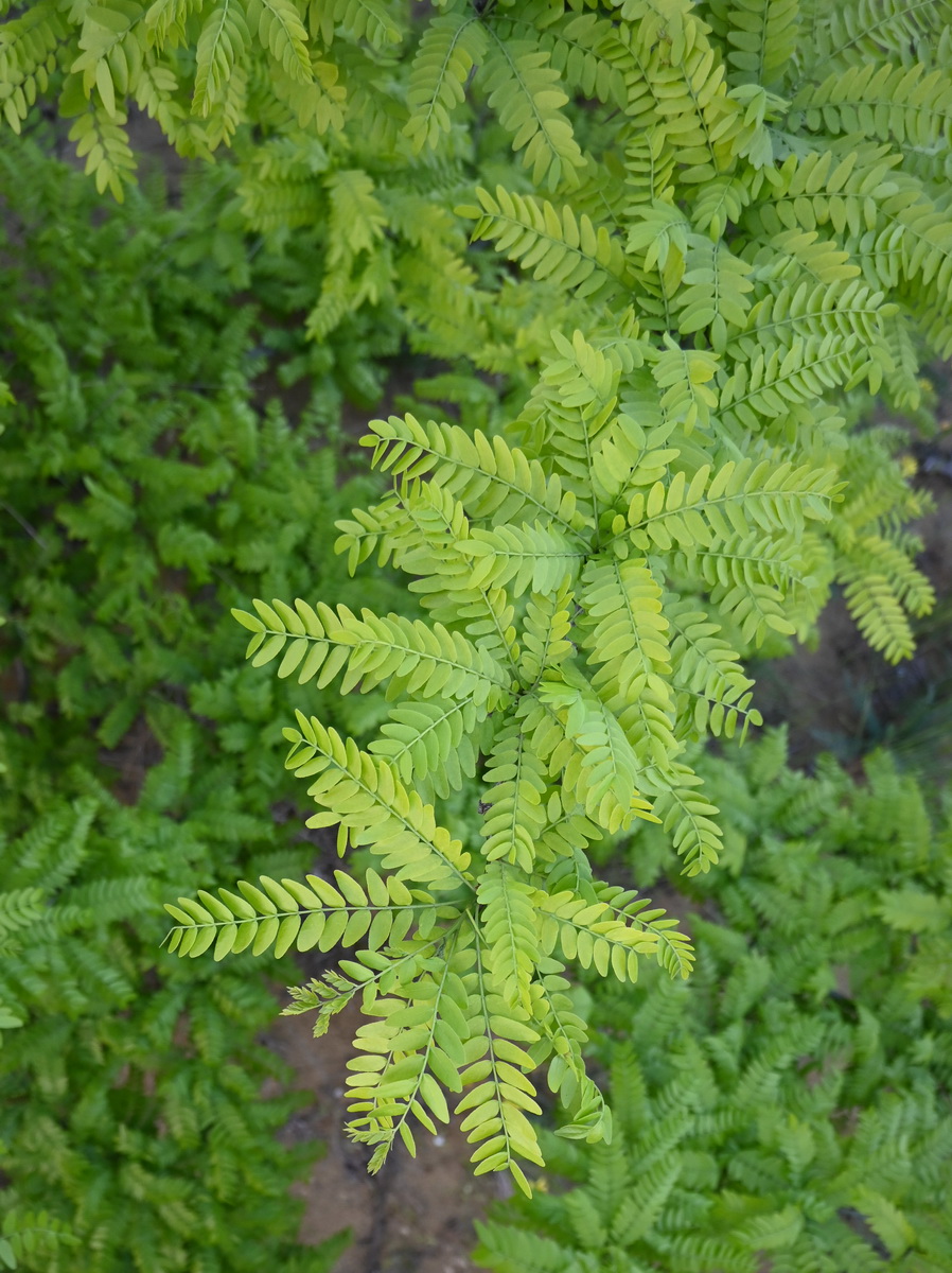 Изображение особи Gleditsia triacanthos.