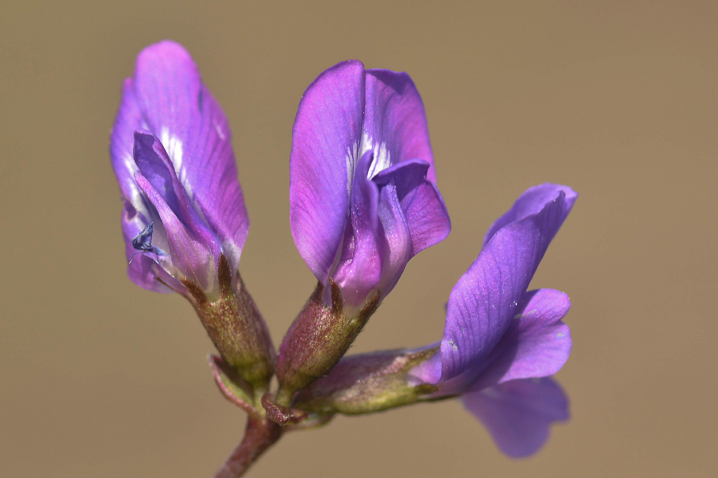 Image of Oxytropis pumilio specimen.