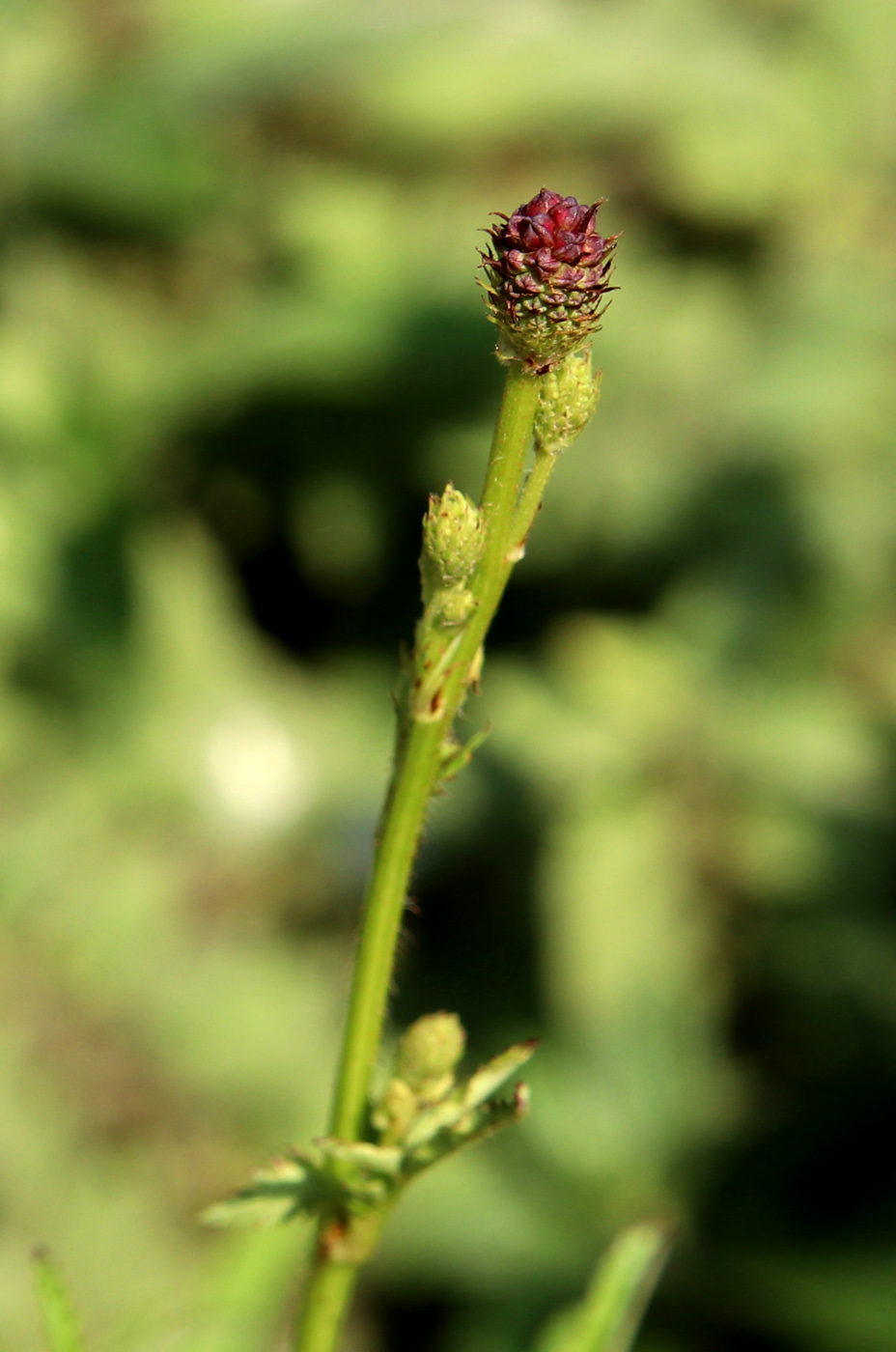 Image of Sanguisorba polygama specimen.