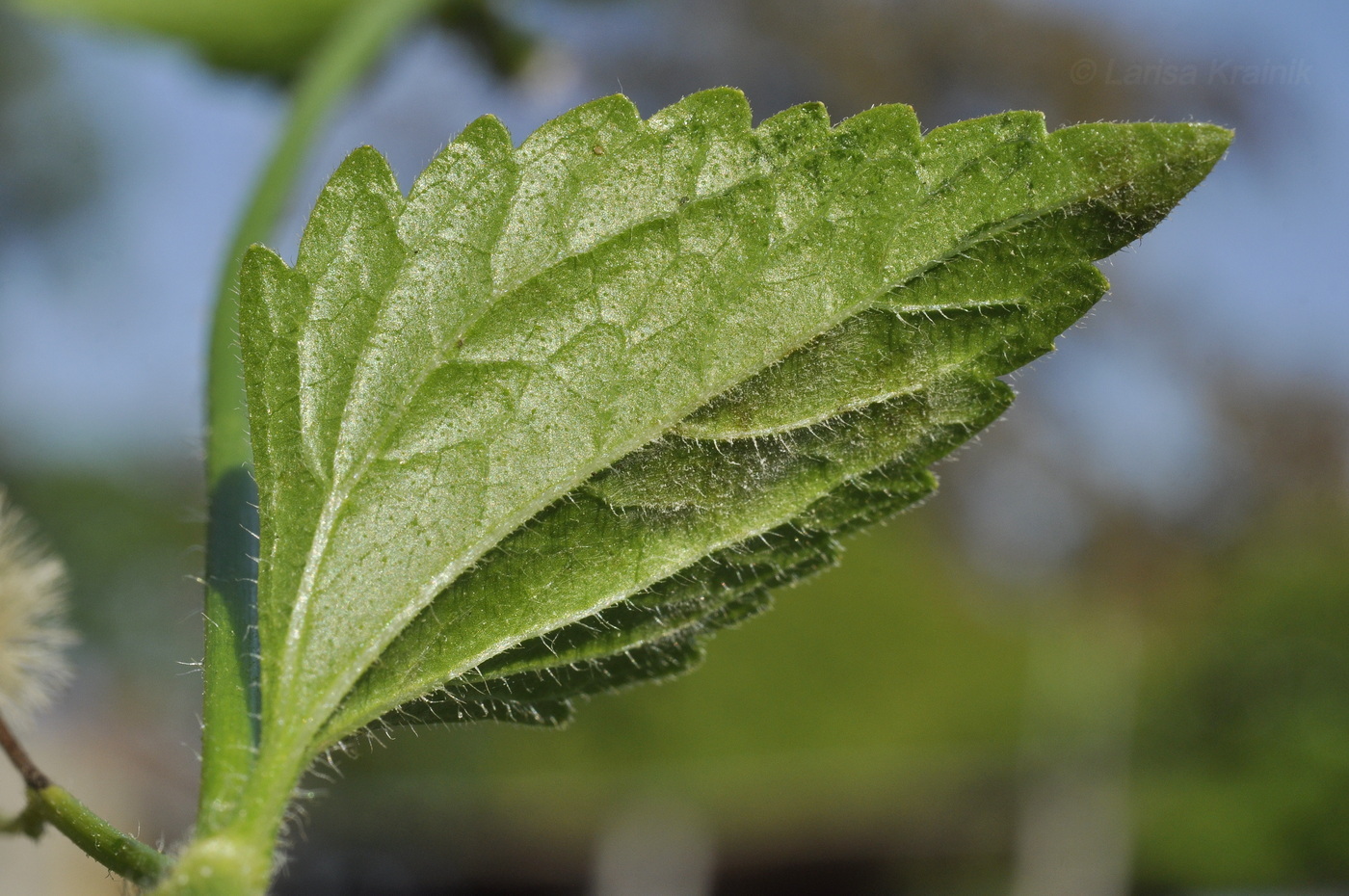 Image of Ageratum conyzoides specimen.
