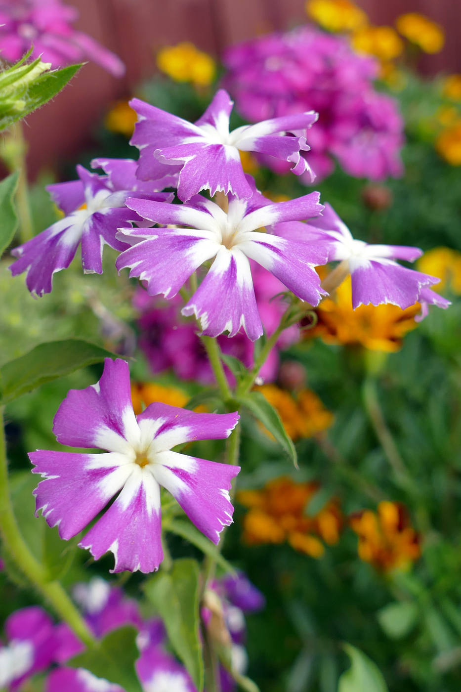 Изображение особи Phlox drummondii.
