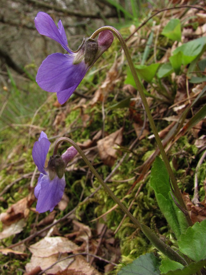 Изображение особи Viola dehnhardtii.