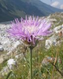 Image of taxon representative. Author is Татьяна Винокурова