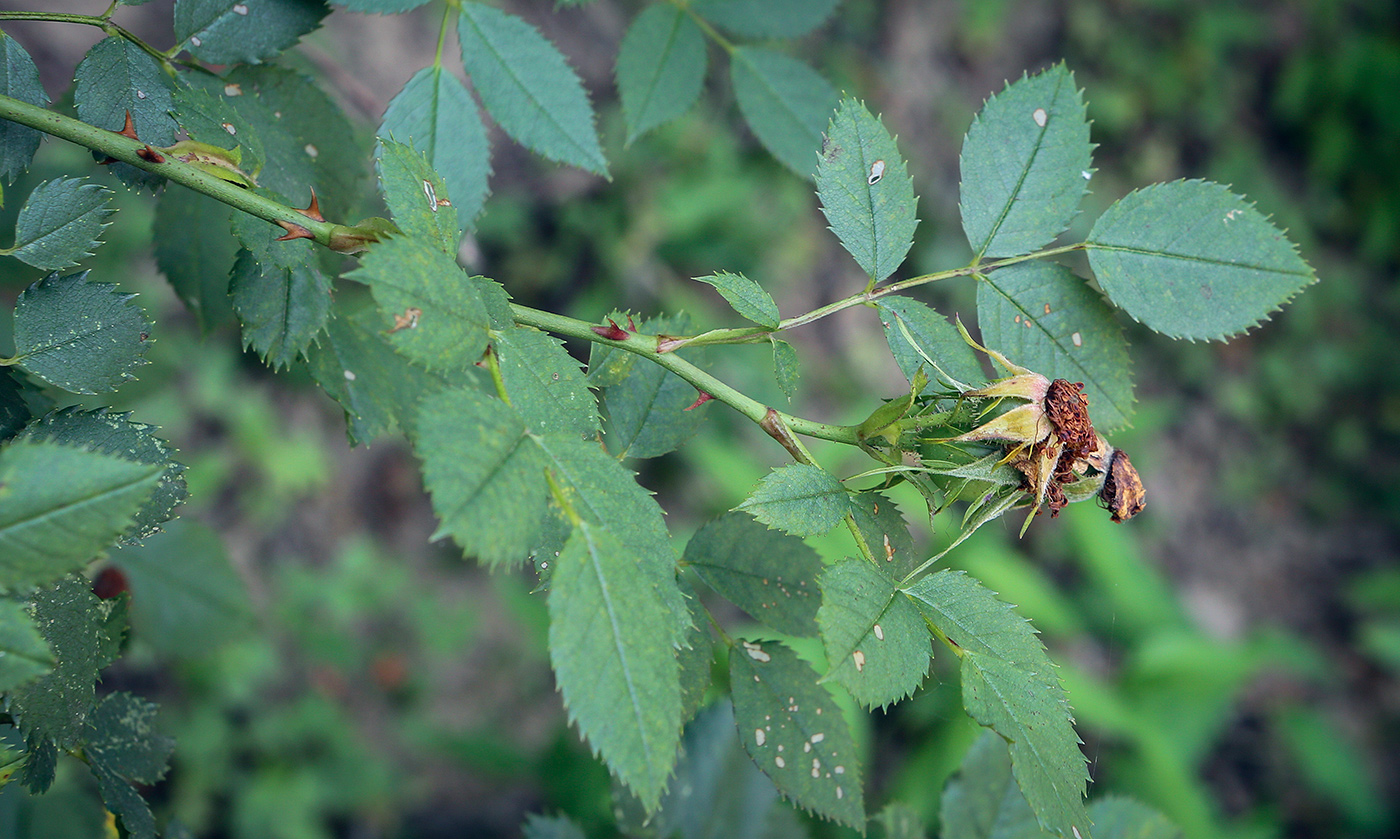 Image of Rosa agrestis specimen.