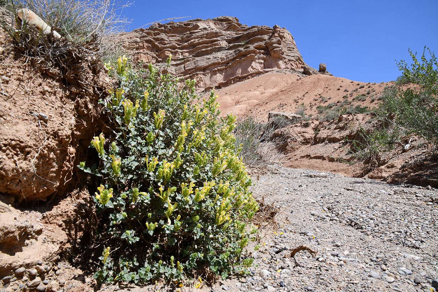 Image of Scutellaria adenostegia specimen.