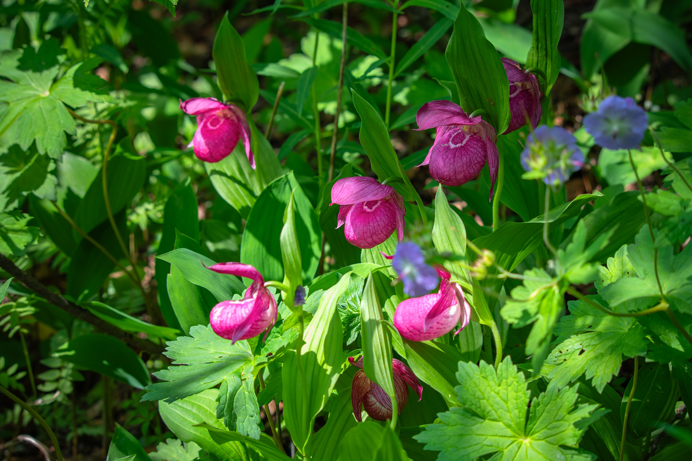 Image of Cypripedium macranthos specimen.