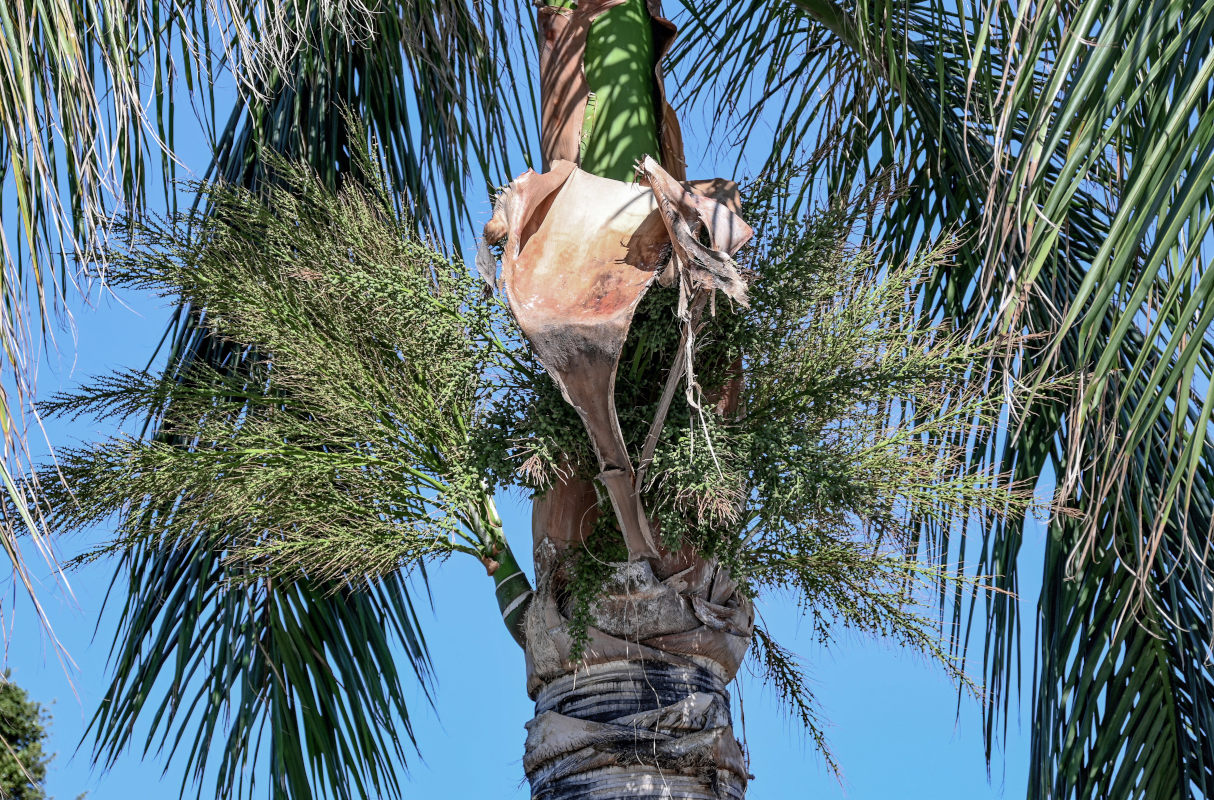Image of Roystonea regia specimen.