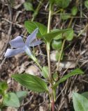Vinca difformis