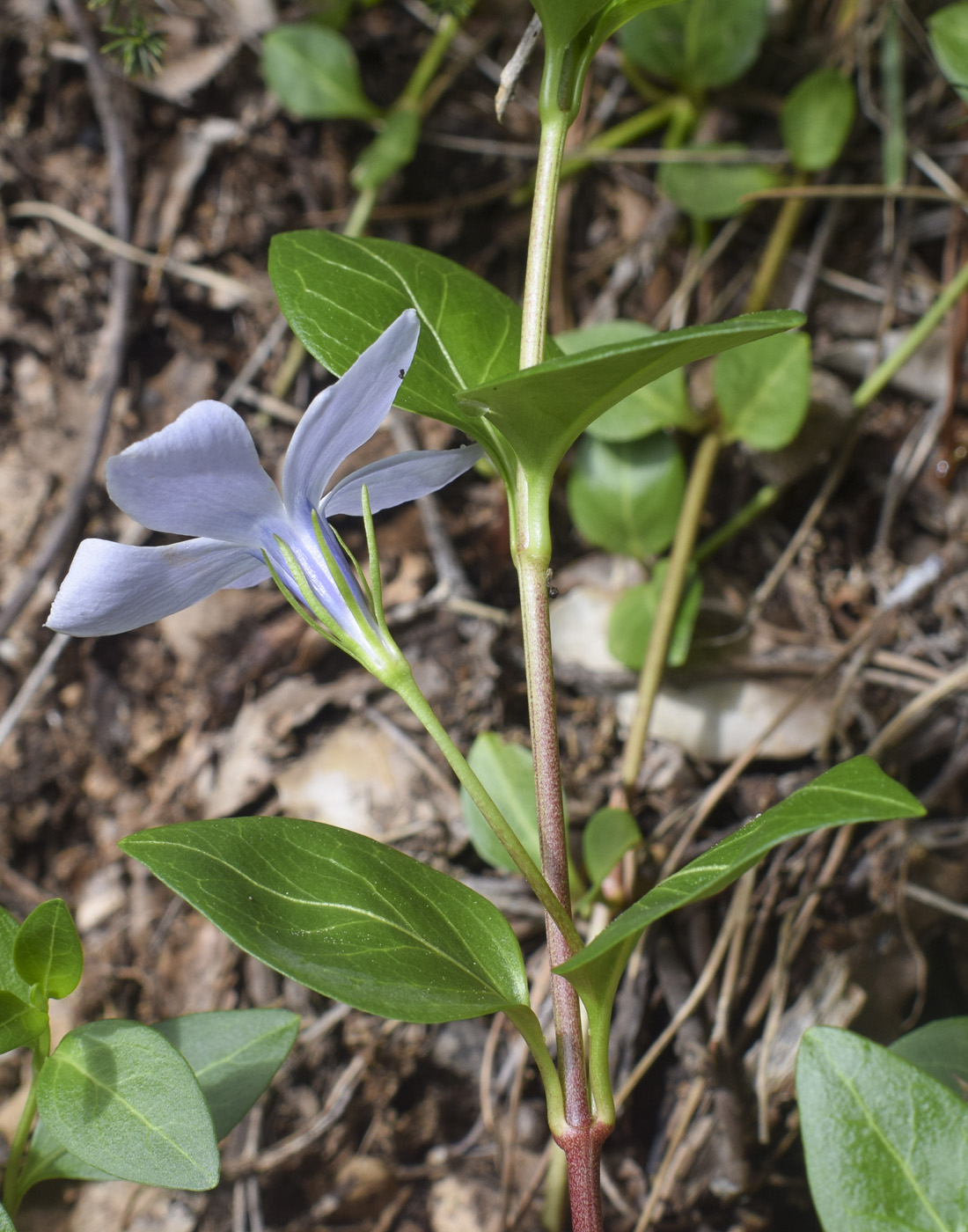 Изображение особи Vinca difformis.