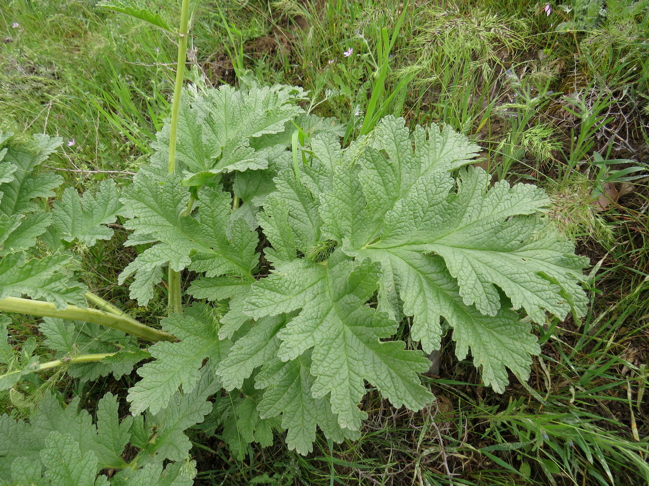 Image of Phlomoides kaufmanniana specimen.