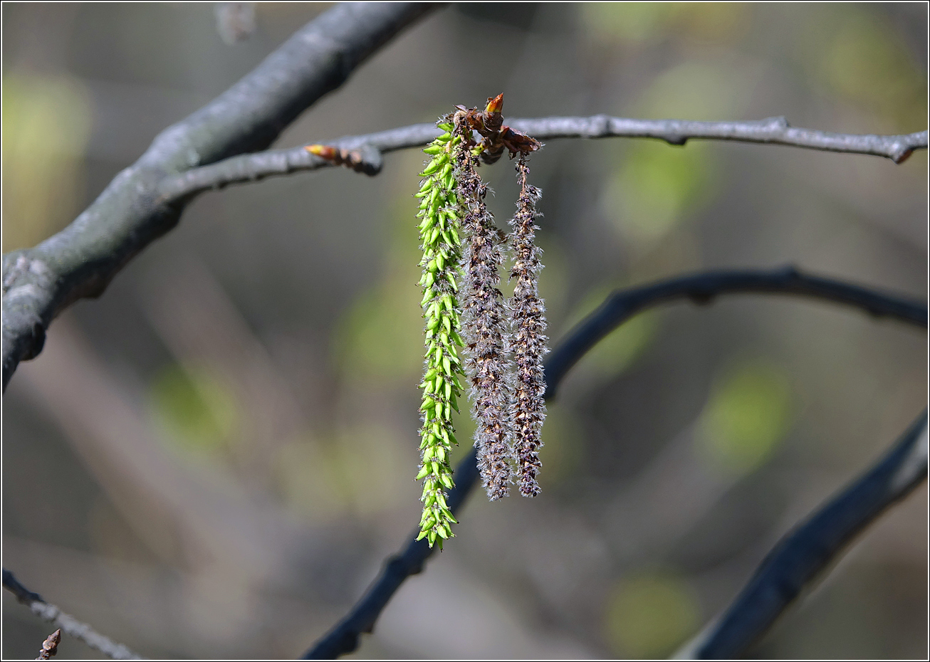 Image of Populus tremula specimen.