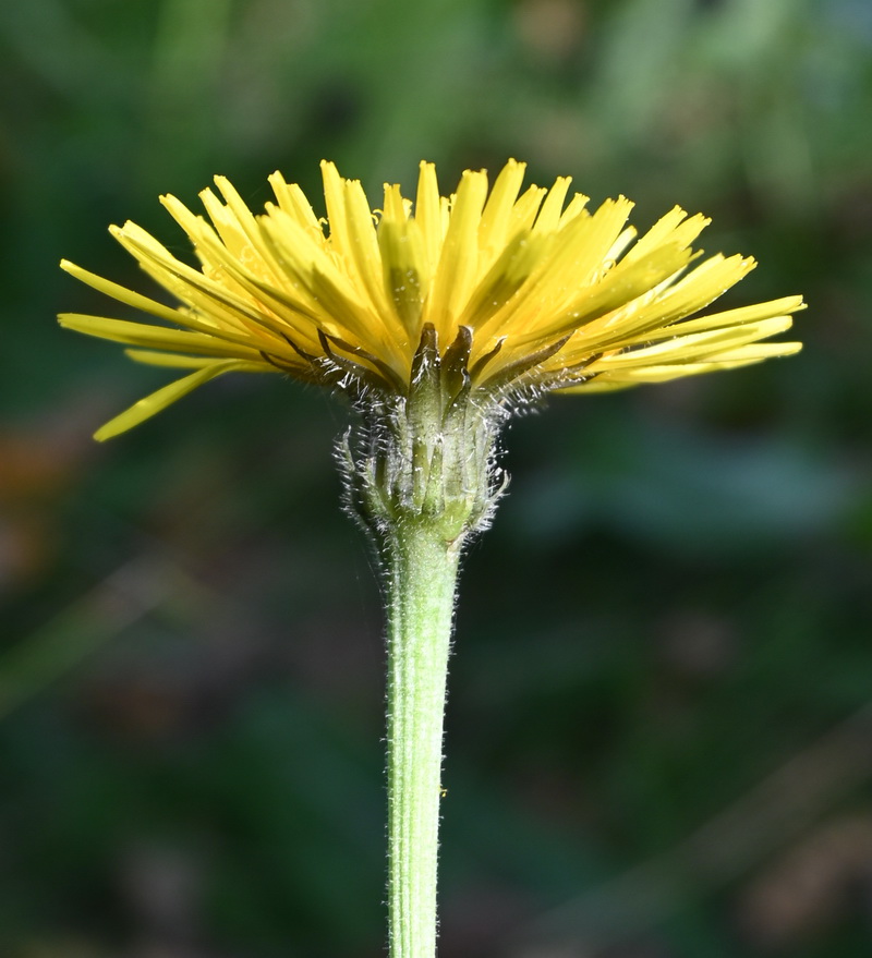 Изображение особи семейство Asteraceae.