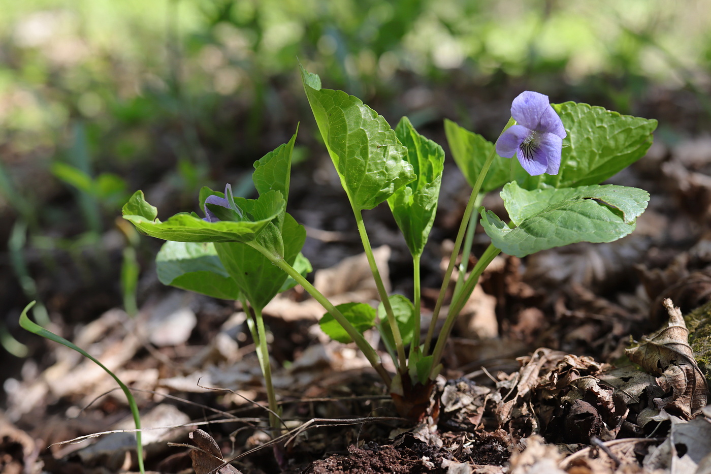 Изображение особи Viola mirabilis.