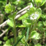 Veronica sublobata