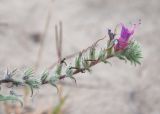 Echium angustifolium. Верхушка соцветия с завязавшимися плодами. Турция, пров. Анталья, р-н Демре, окр. г. Демре, пляж Чайагзы (Çayağzı Plajı), зарастающие дюны. 06.01.2026.
