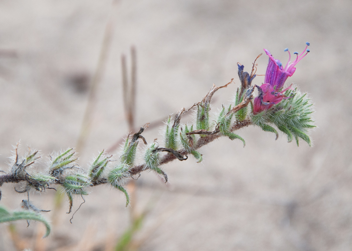 Image of Echium angustifolium specimen.