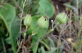 Melandrium astrachanicum