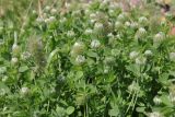 Trifolium echinatum. Цветущие растения; крупные длинные соцветия с более тёмными цветками — Trifolium angustifolium. Крым, Севастополь, обочина трассы. 12.06.2026.