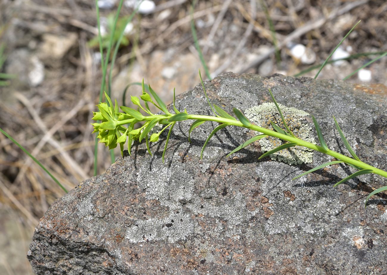 Image of Unknown species specimen.