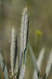 familia Poaceae