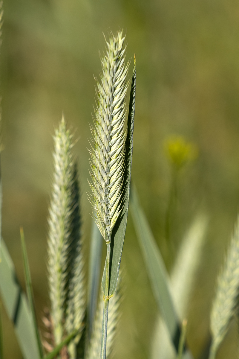 Изображение особи семейство Poaceae.