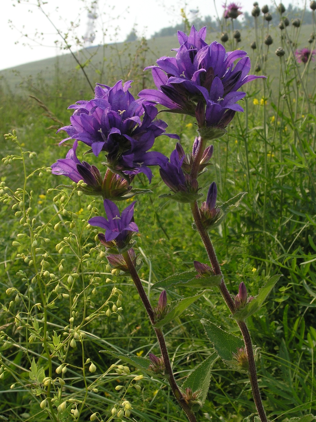 Изображение особи Campanula glomerata.