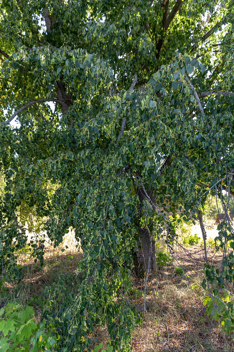 Image of Tilia cordata specimen.