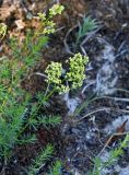 Galium verum. Верхушка побега с соцветием. Калининградская обл., Зеленоградский р-н, Куршская коса, опушка сосняка. 30.06.2025.