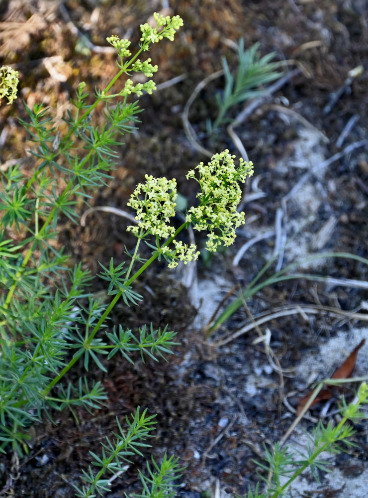 Изображение особи Galium verum.