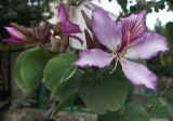 Bauhinia variegata. Верхушка ветви с цветком. Израиль, г. Кирьят-Оно, уличное озеленение. 18.03.2008.
