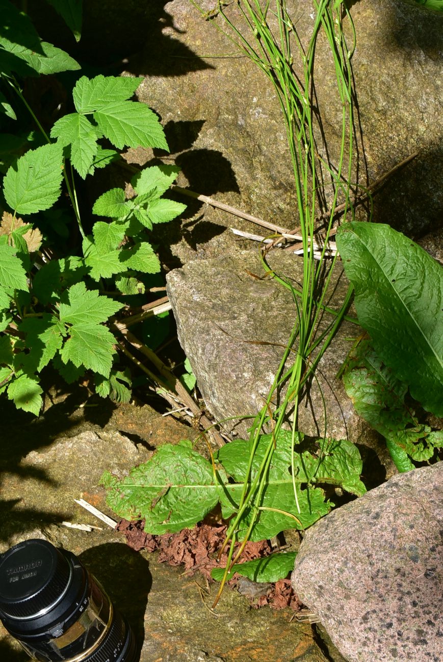 Image of genus Carex specimen.