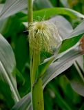 Zea mays. Женское соцветие-початок (видны торчащие из обёрток рыльца пестиков). Тульская обл., Заокский р-н, окр. дер. Дворяниново, в культуре. 07.09.2025.