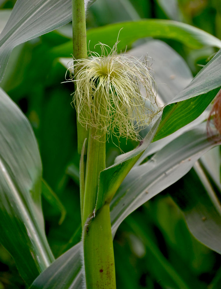 Image of Zea mays specimen.