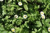genus Bellis. Соцветия с кормящимися пчёлами среди листьев Aegopodium podagraria. Санкт-Петербург, Ботанический сад Петра Великого, газон. 27.08.2026.