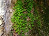 Adiantum capillus-veneris