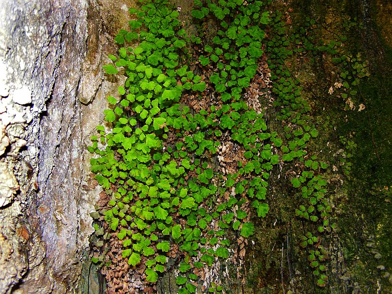 Изображение особи Adiantum capillus-veneris.