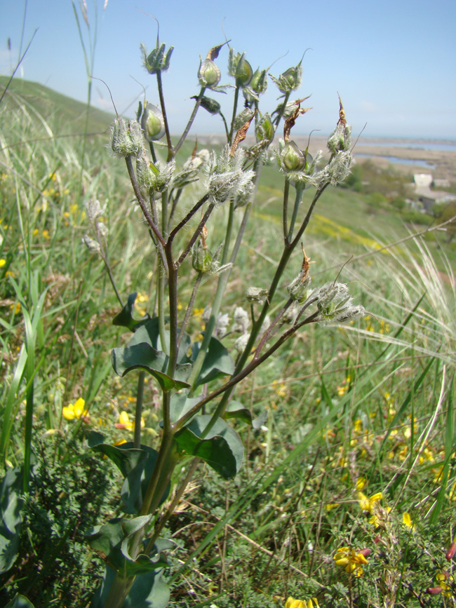 Image of Rindera tetraspis specimen.