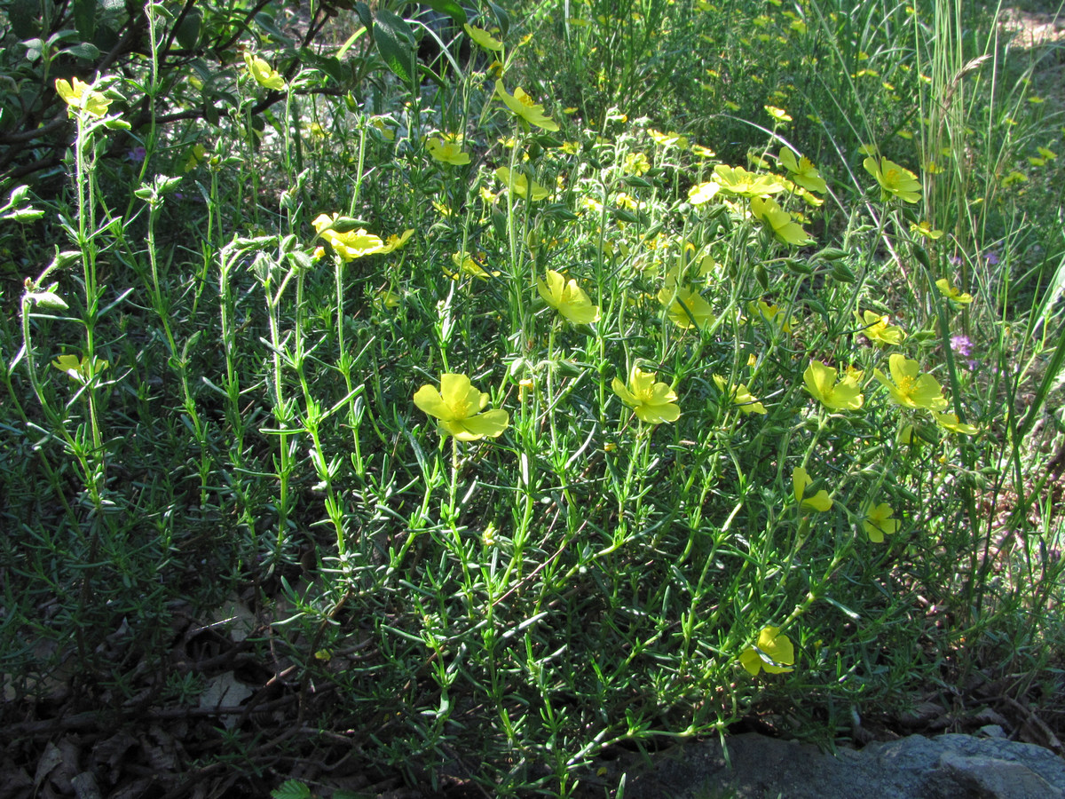 Image of Fumana thymifolia specimen.