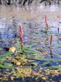 Persicaria amphibia