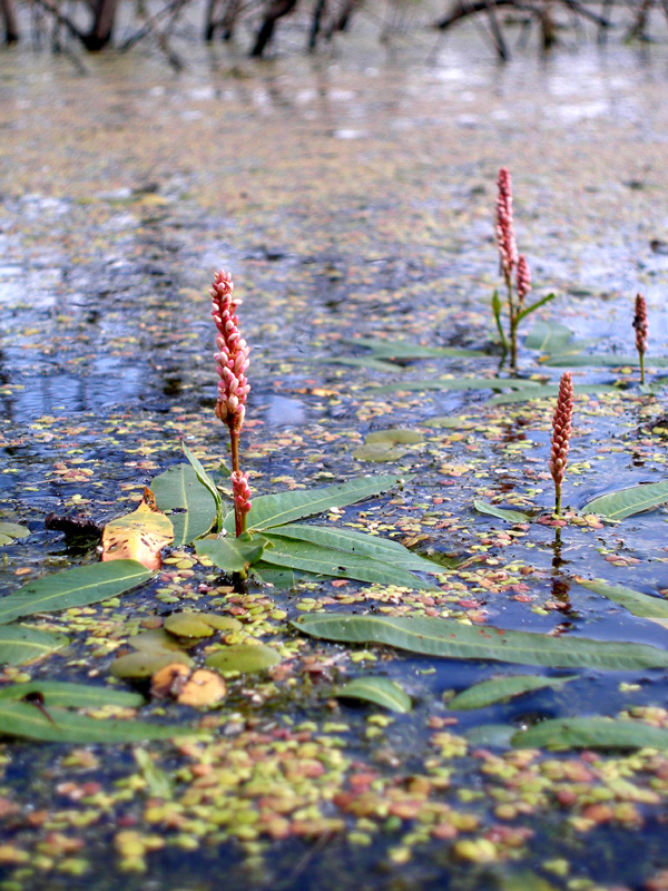 Изображение особи Persicaria amphibia.