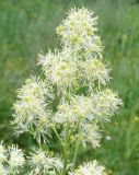 Thalictrum lucidum. Соцветие. Окр. Томска, дачный участок. 19 июня 2011 г.