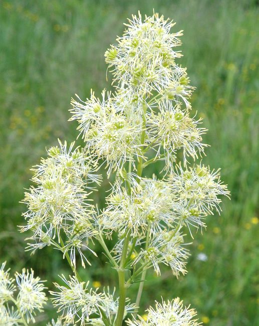 Изображение особи Thalictrum lucidum.