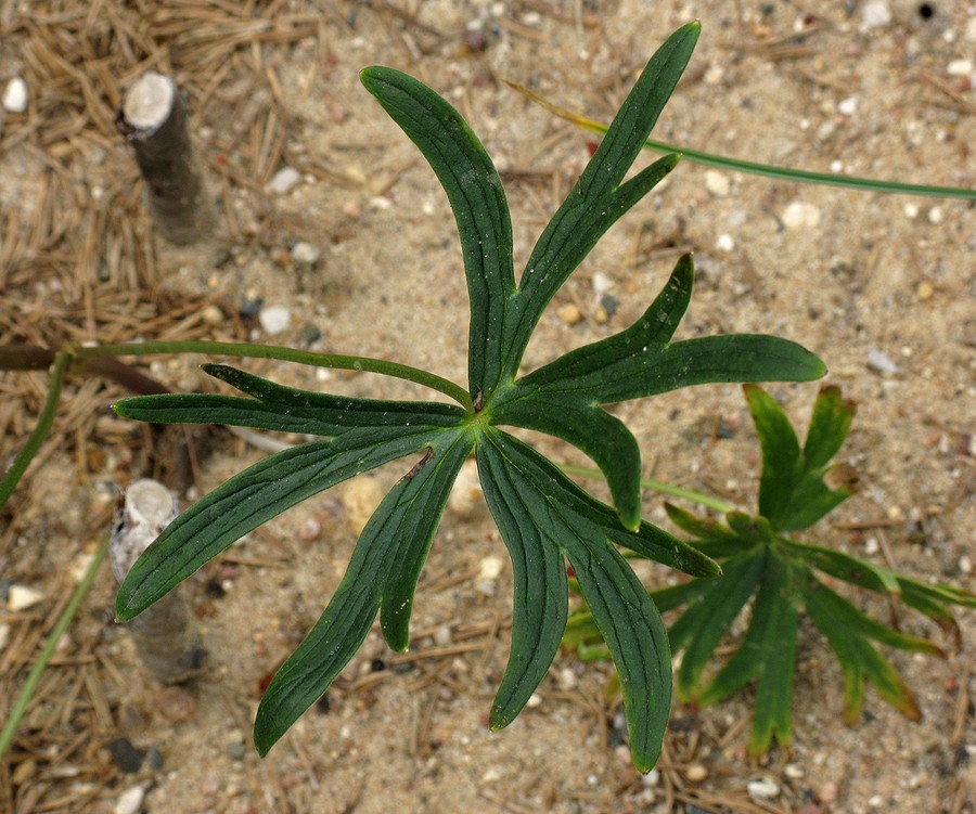 Image of Delphinium biternatum specimen.
