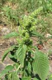 Amaranthus retroflexus