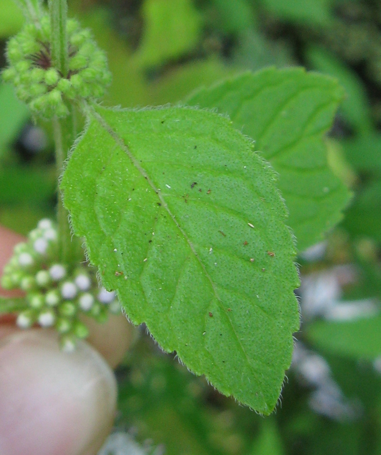 Image of Mentha arvensis specimen.