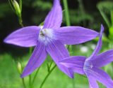 Campanula patula. Цветки. Украина, Ивано-Франковская обл., Надворнянский р-н, природный заповедник \"Горганы\", горный луг. 16 июня 2011 г.