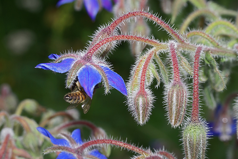 Изображение особи Borago officinalis.