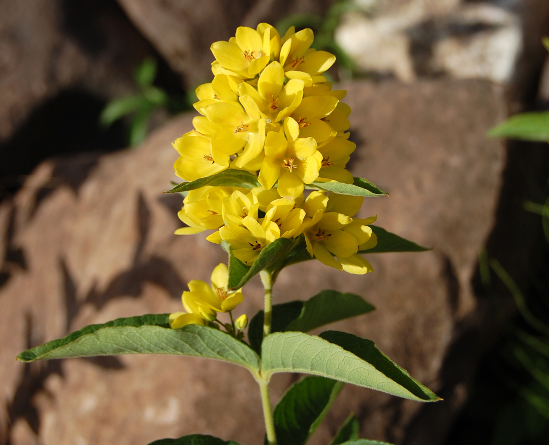 Image of Lysimachia vulgaris specimen.