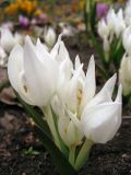 Colchicum szovitsii